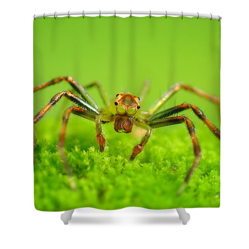 Grass Shower Curtain featuring the photograph Jumping Spider by Adegsm