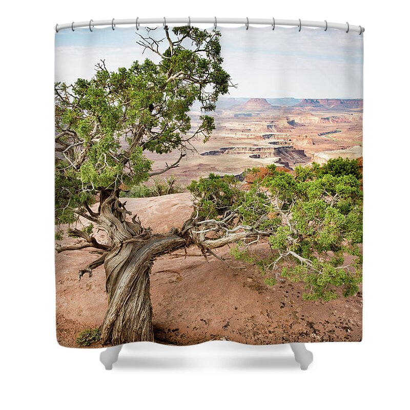 Canyonlands National Park Shower Curtain featuring the photograph Juniper over the Canyon by Kyle Lee