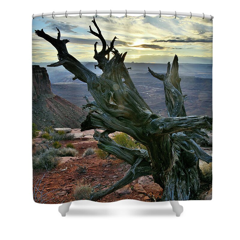 Canyonlands National Park Shower Curtain featuring the photograph Juniper Tree on Orange Cliffs in Canyonlands NP by Ray Mathis