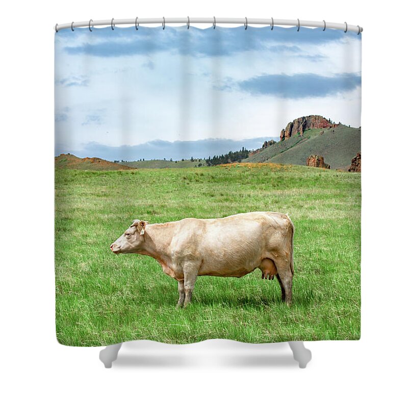 Cow Shower Curtain featuring the photograph Just a Cow by Todd Klassy