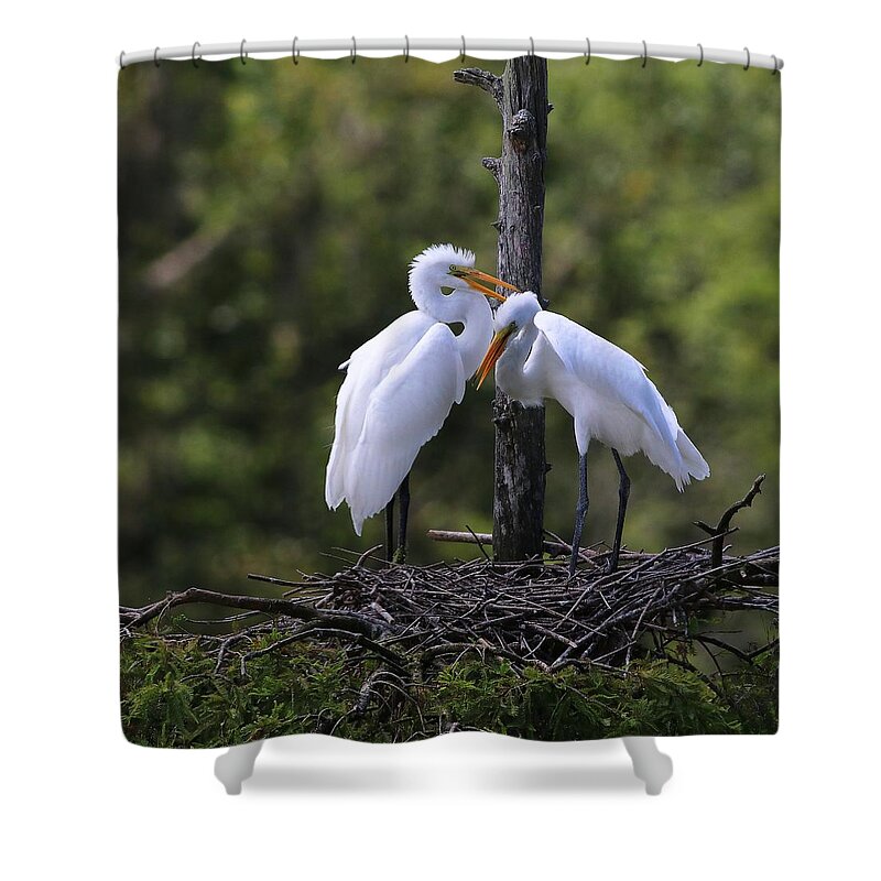 Juvenile Great Egret Shower Curtain featuring the photograph Juvenile Great Egrets by Carol Montoya