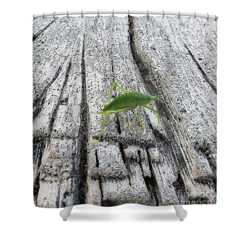 Insect Shower Curtain featuring the photograph Katydid by Anita Adams