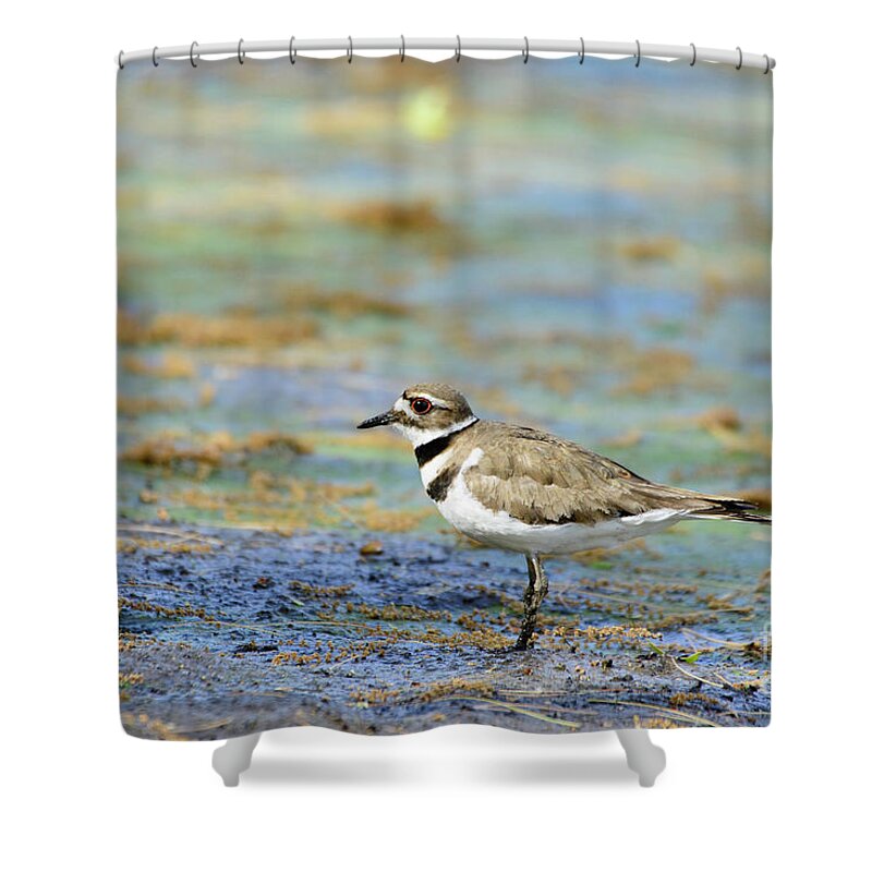 Natural Lake Shower Curtain featuring the photograph Killdeer Standing on Drained Lake by Ilene Hoffman