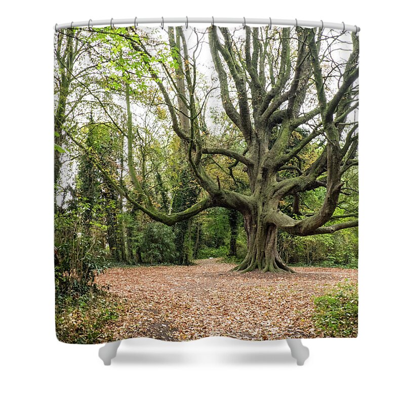 Big Tree Shower Curtain featuring the photograph King Of Trees by Inge Elewaut