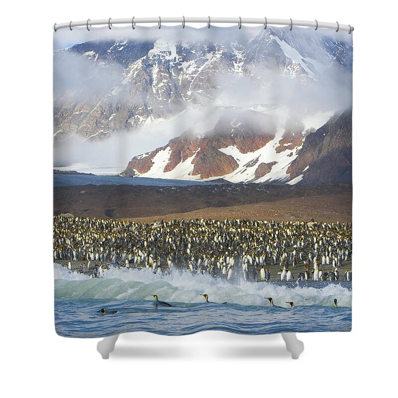 Water's Edge Shower Curtain featuring the photograph King Penguin Aptenodytes Patagonicus by Eastcott Momatiuk