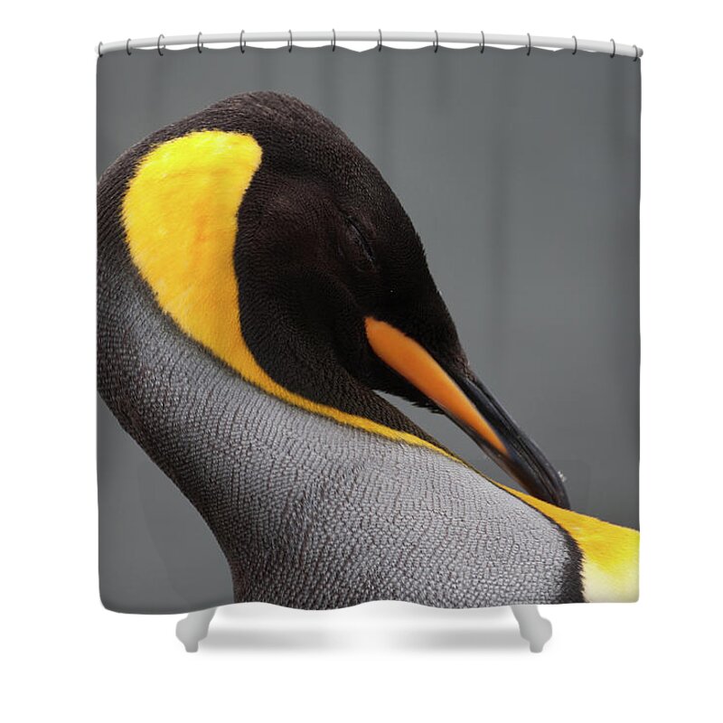 Extreme Terrain Shower Curtain featuring the photograph King Penguins, Macquarie Island by Cultura Rf/brett Phibbs