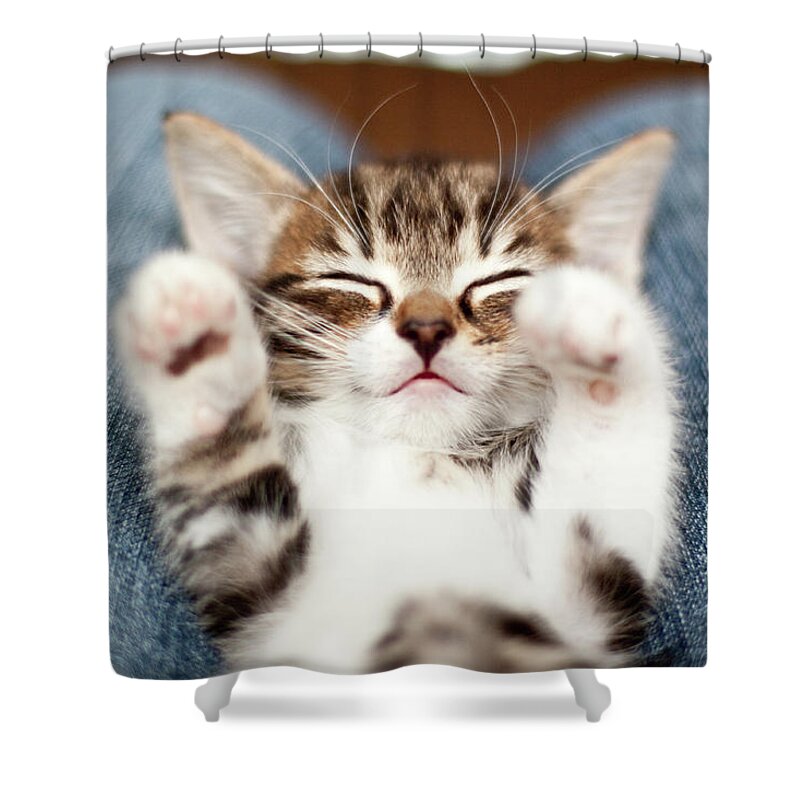 Pets Shower Curtain featuring the photograph Kitten On Lap by Fjola Dogg Thorvalds