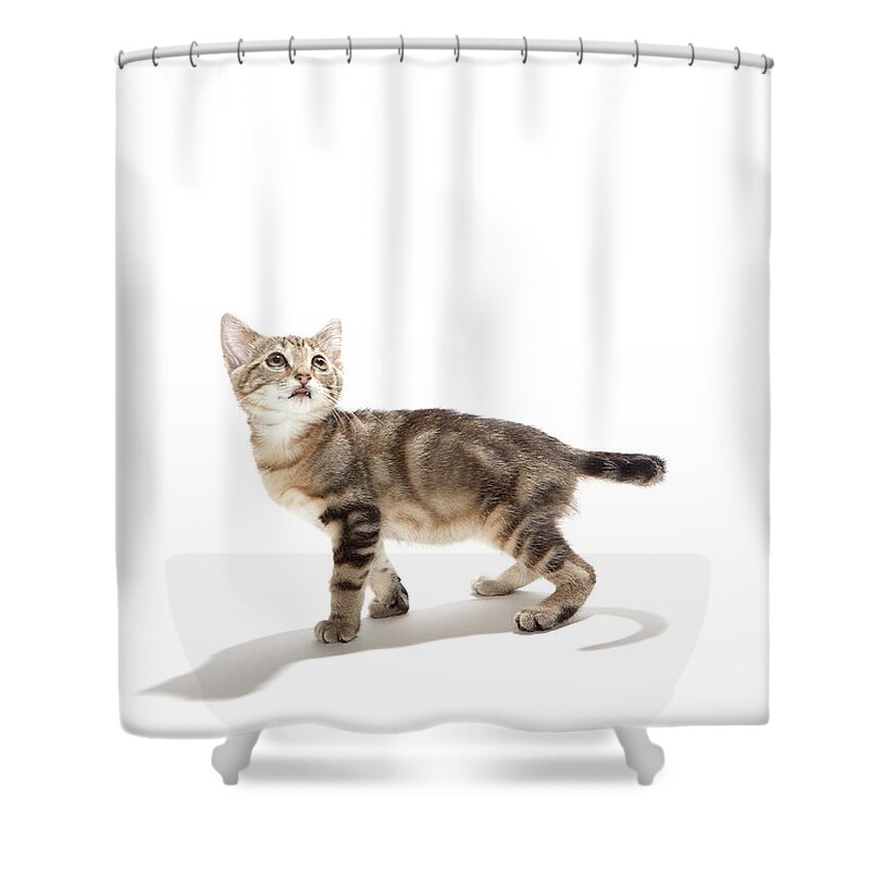 Pets Shower Curtain featuring the photograph Kitten On White Background by Hollenderx2