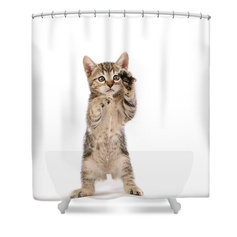 White Background Shower Curtain featuring the photograph Kitten by Spxchrome