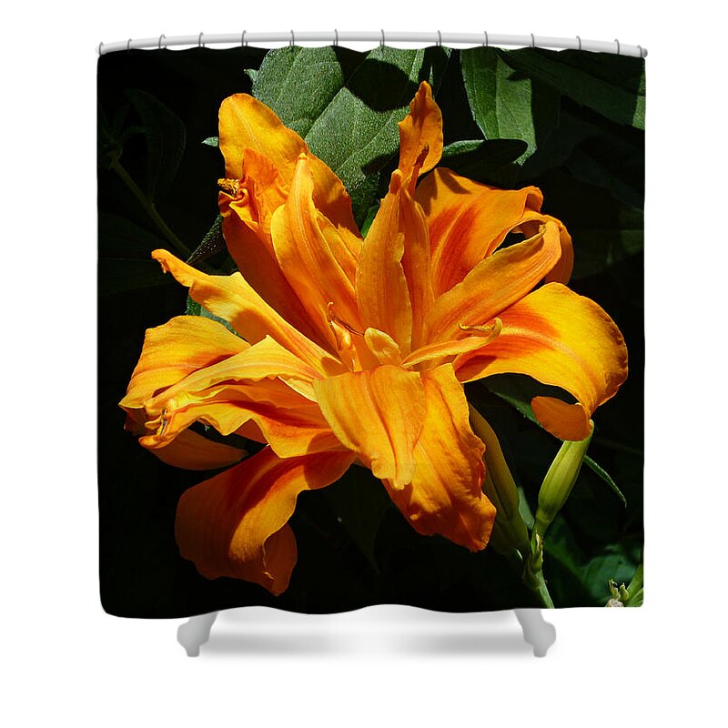 Orange Daylily Shower Curtain featuring the photograph Kwanso Double Orange Heirloom Daylily by Mike McBrayer