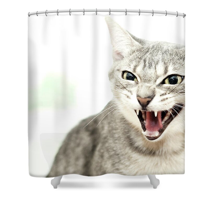 Pets Shower Curtain featuring the photograph La Curiosidad by By Ibai Acevedo