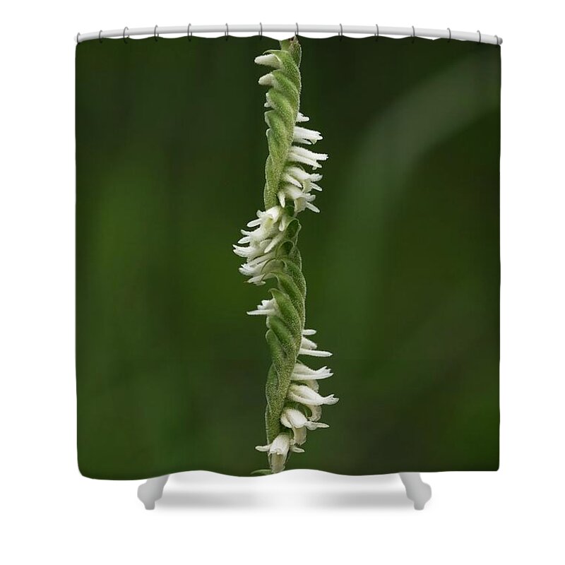 Lacelip Ladiestresses Shower Curtain featuring the photograph Lacelip Ladiestresses by Paul Rebmann