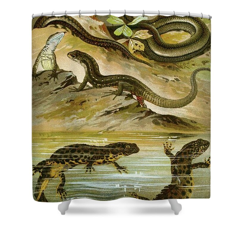 Reptiles Shower Curtain featuring the painting Lacerta Vivipara, Triton Cristatus, Anguis Fragilis by Bruno Durigen