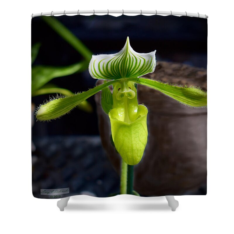 #marie #selby #botanical #gardens #botanicalgarden #sarasota Shower Curtain featuring the photograph Lady Slipper Orchid - green by Gary F Richards