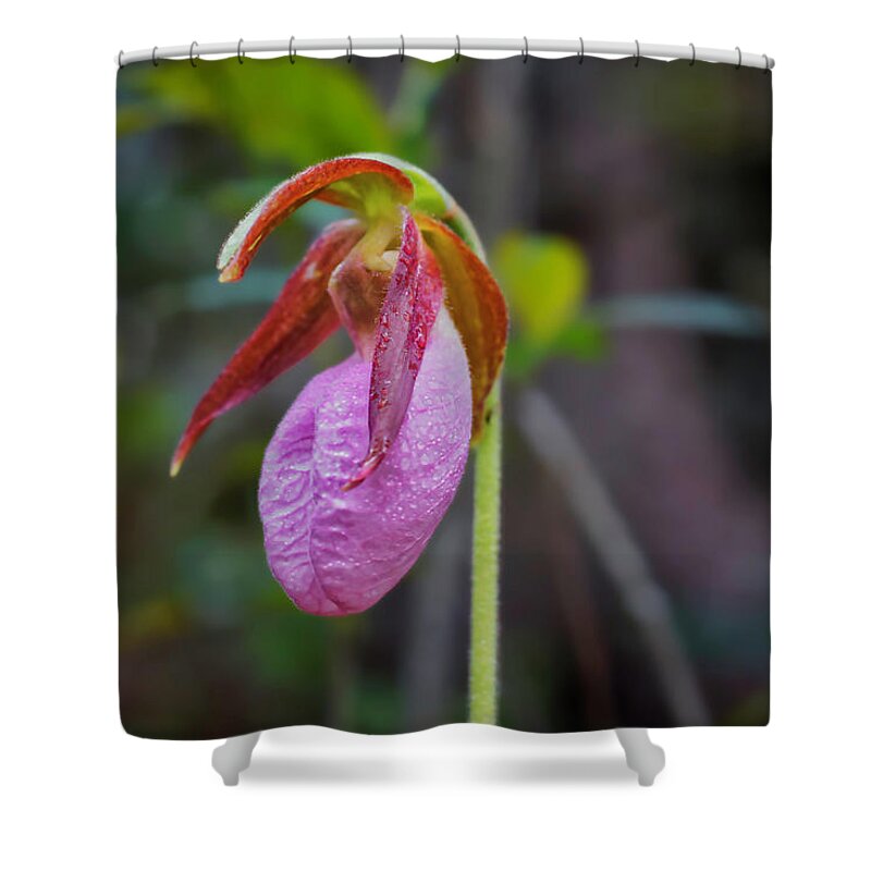 Macro Photography Shower Curtain featuring the photograph Lady Slipper Orchid by Meta Gatschenberger