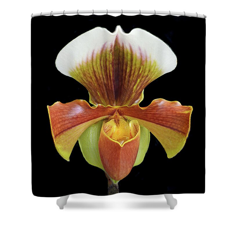 Lady Slipper Shower Curtain featuring the photograph Lady Slipper by Terence Davis