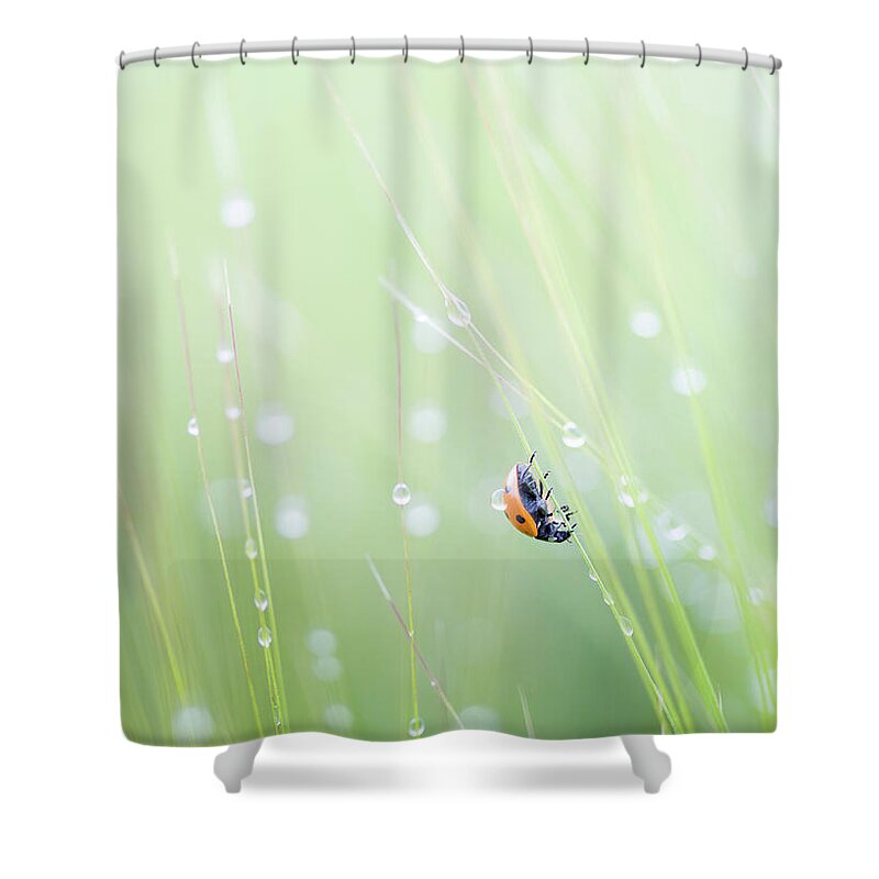 Ladybird Shower Curtain featuring the photograph Ladybird and morning rain drops by Anita Nicholson