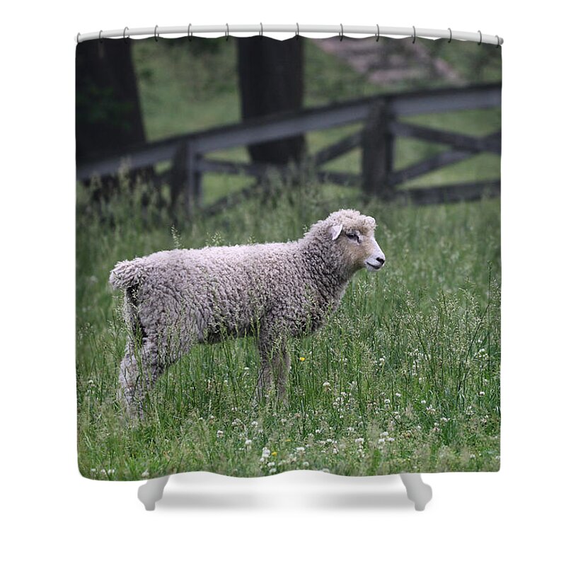Sheep Shower Curtain featuring the photograph Lamb in the Spring by Rachel Morrison