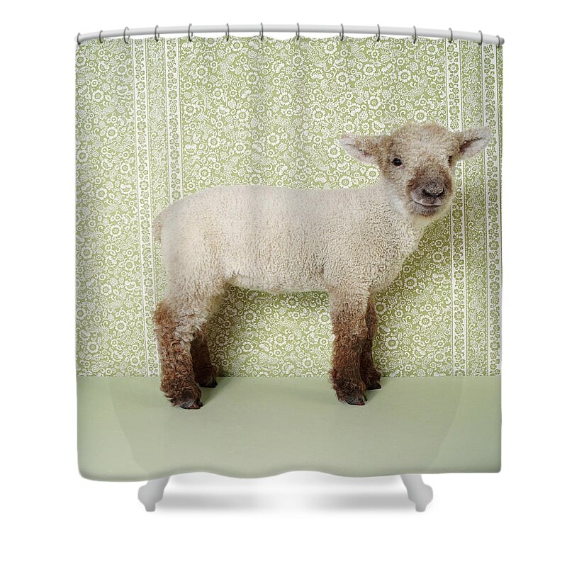 Animal Themes Shower Curtain featuring the photograph Lamb Standing Indoors, And Floral by Digital Vision.