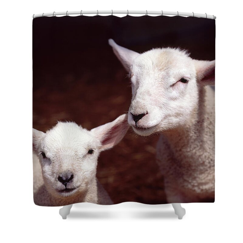 Care Shower Curtain featuring the photograph Lambs by Adrian Burke