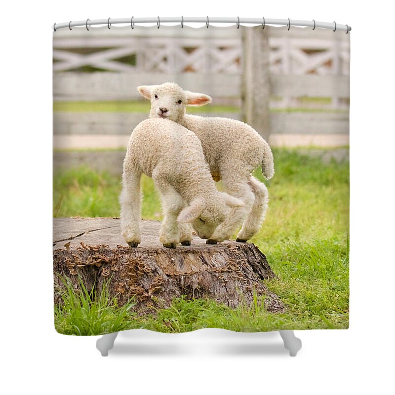 Lamb Shower Curtain featuring the photograph Lambs Playing on a Tree Stump by Rachel Morrison