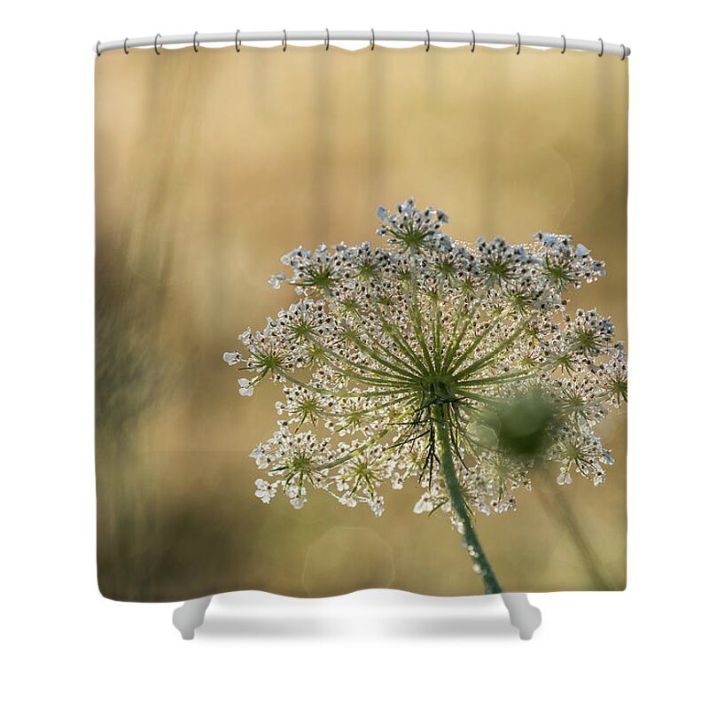 Astoria Shower Curtain featuring the photograph Late Summer Lace by Robert Potts