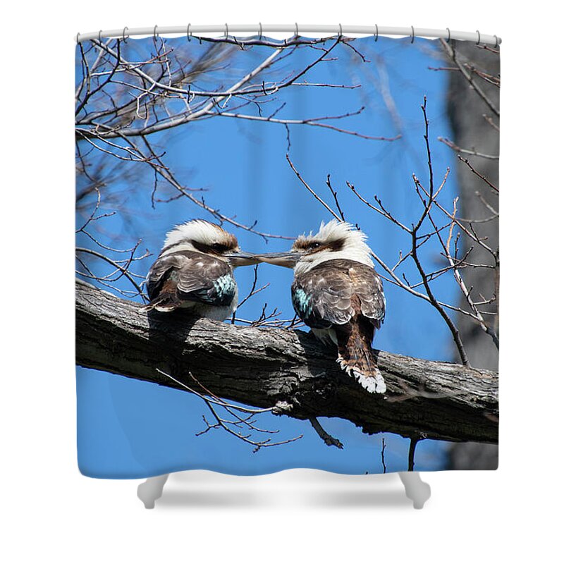 Laughing Shower Curtain featuring the photograph Laughing Kookaburras at Fitzroy Gardens by Patrick Nowotny