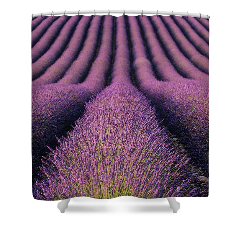 In A Row Shower Curtain featuring the photograph Lavender Field by Martin Ruegner