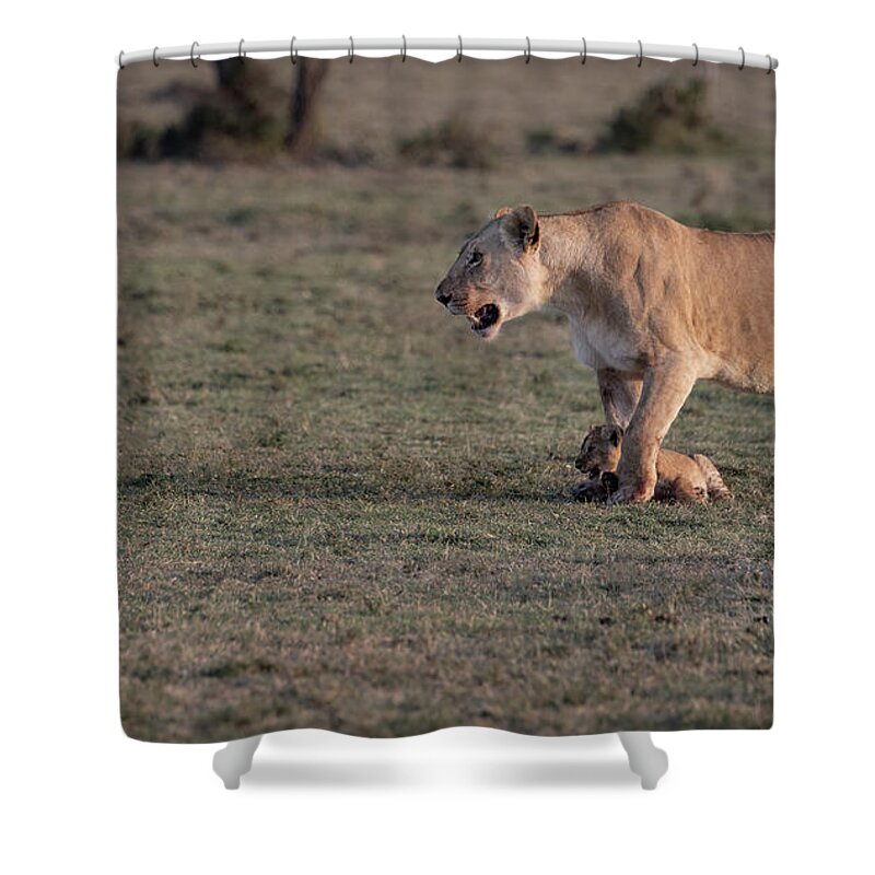 Lions Shower Curtain featuring the photograph Learning The Ropes by Sandra Bronstein