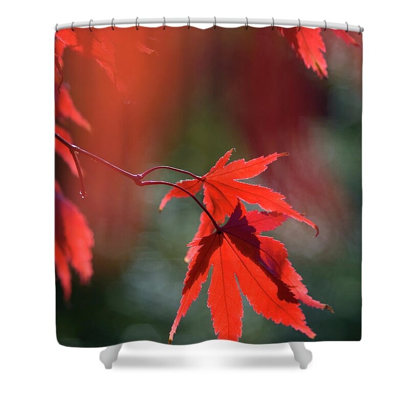 Tranquility Shower Curtain featuring the photograph Leaves In Autumn by Sue Bishop