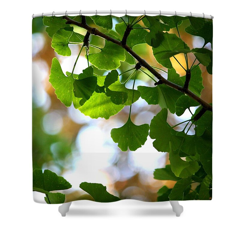Ginkgo Tree Shower Curtain featuring the photograph Leaves On A Ginko Tree by Christopher Biggs