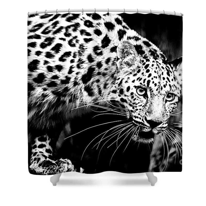 Leopard Black And White Shower Curtain featuring the photograph Leopard Black and White by David Millenheft