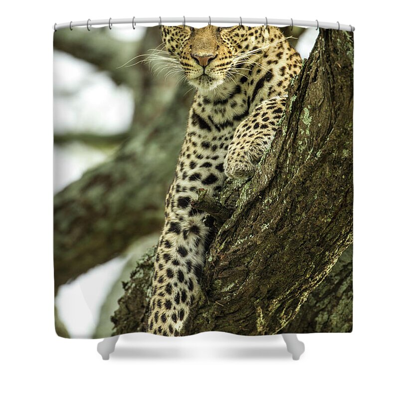 Dawn Shower Curtain featuring the photograph Leopard, Ndutu Plains, Tanzania by Paul Souders