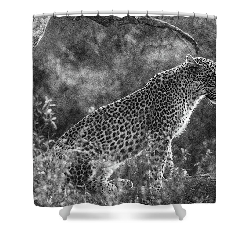 Leopard Shower Curtain featuring the photograph Leopard sitting black and white by Mark Hunter
