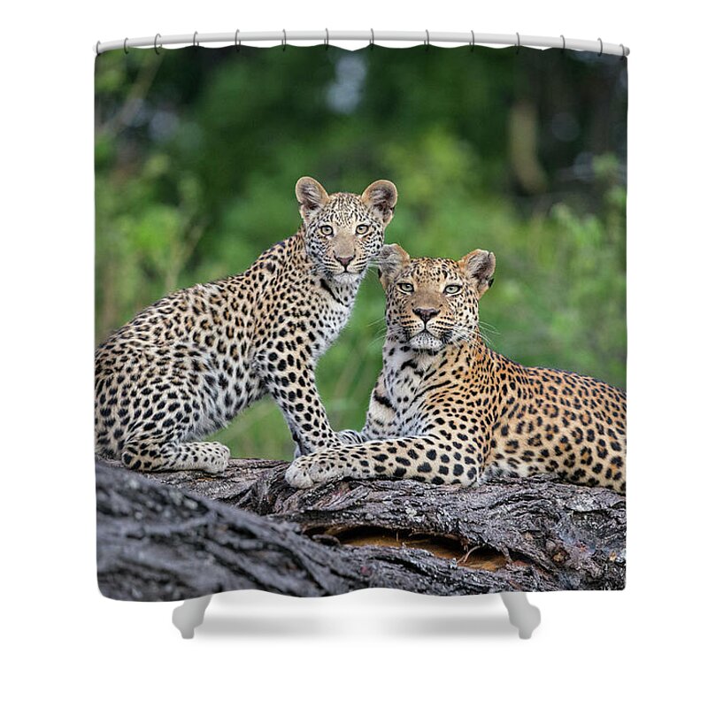 Suzi Eszterhas Shower Curtain featuring the photograph Leopardess And Cub by Suzi Eszterhas