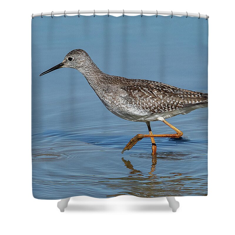 Nature Shower Curtain featuring the photograph Lesser Yellowlegs Sandpiper DMSB0203 by Gerry Gantt