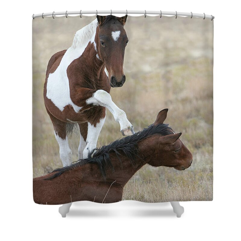 Horse Shower Curtain featuring the photograph Let's Play by Kent Keller