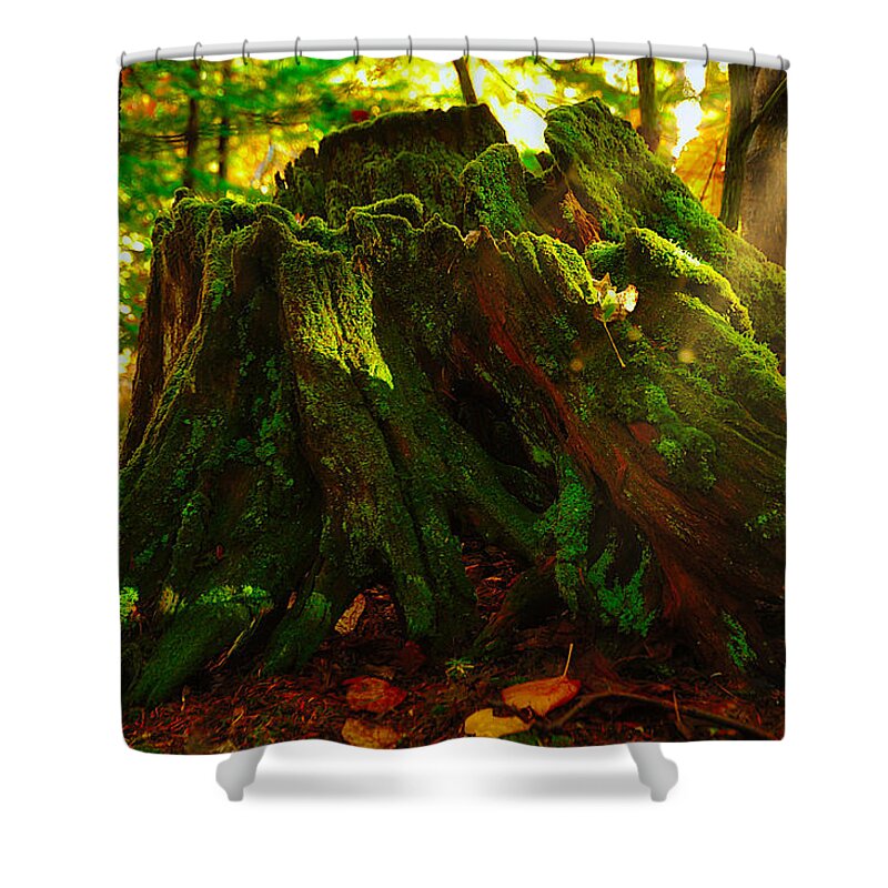 Photograph Shower Curtain featuring the photograph Life from Death by Richard Gehlbach