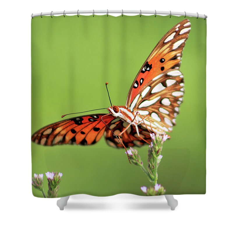 Butterfly Shower Curtain featuring the photograph Life in Balance by Michael Allard