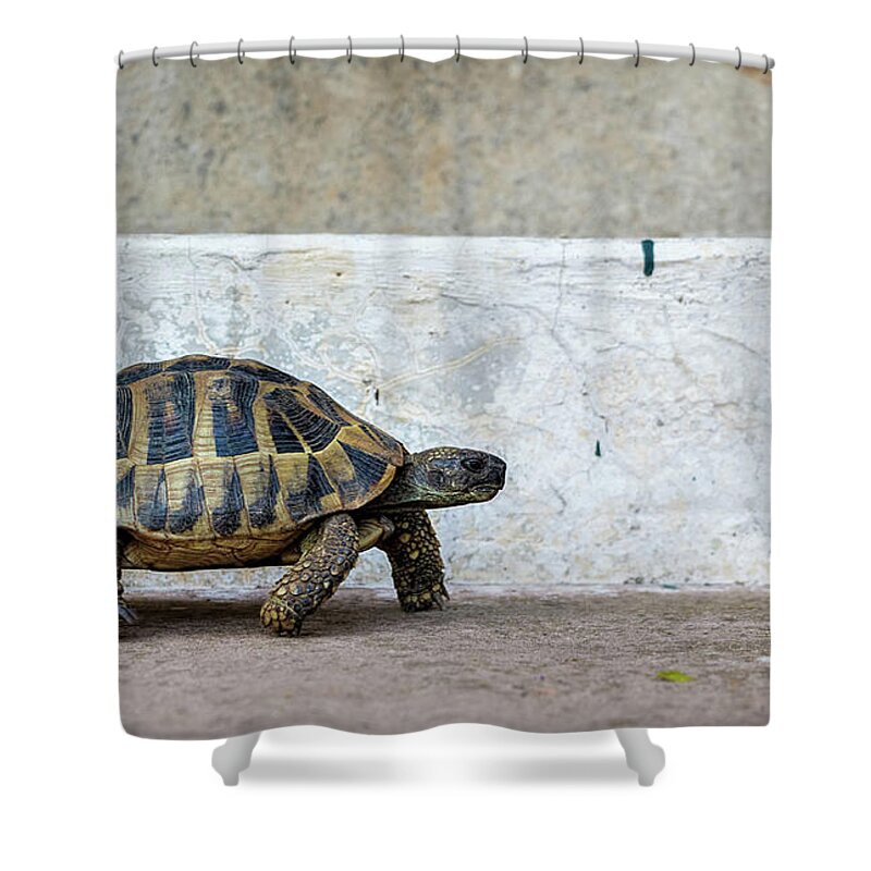 Animal Shower Curtain featuring the photograph Life in the Fast Lane by Rick Deacon