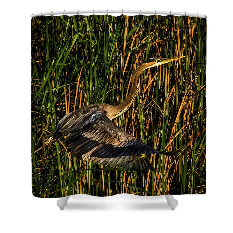 Birds Shower Curtain featuring the photograph Lift by Ray Silva