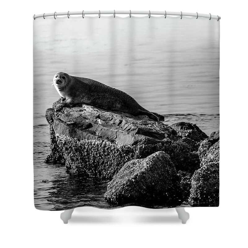 Harbor Seal Shower Curtain featuring the photograph Lifting Fog by Cathy Kovarik