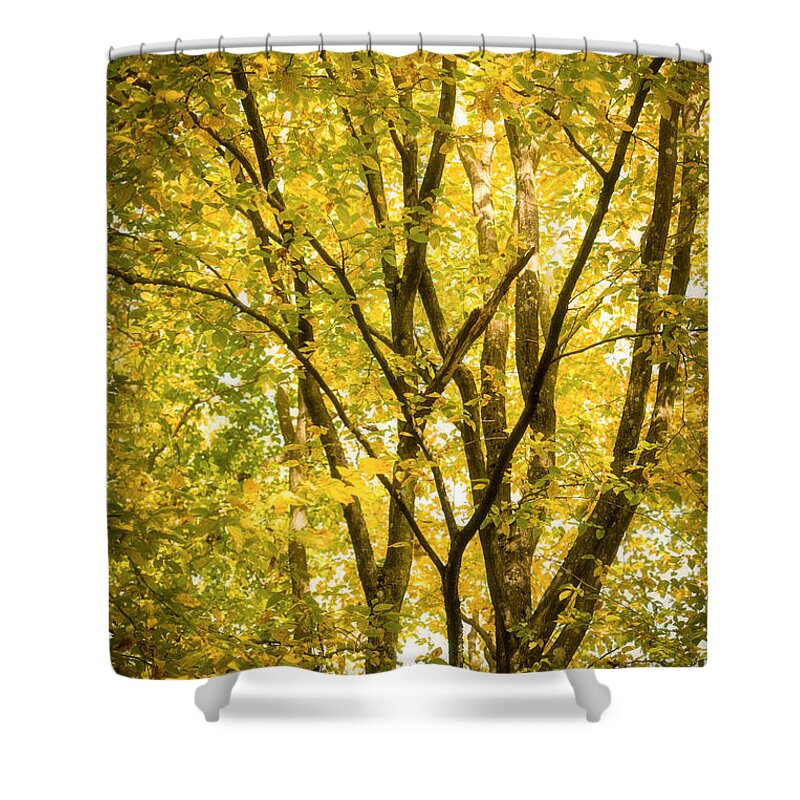 Autumn Shower Curtain featuring the photograph Light in the leaves by Philippe Sainte-Laudy