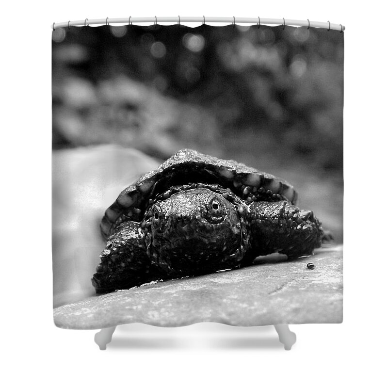 Snapping Shower Curtain featuring the photograph Lil Snapper by Danielle R T Haney