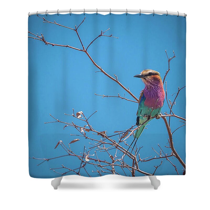 Roller Shower Curtain featuring the photograph Lilac-breasted Roller by Claudio Maioli
