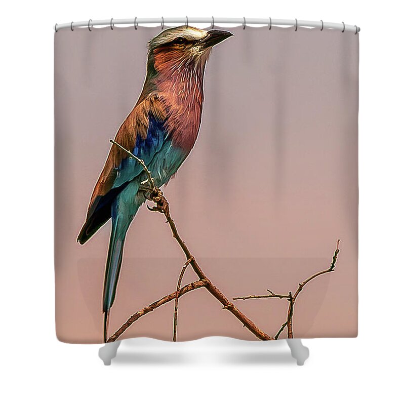 Lilac Breasted Roller Shower Curtain featuring the photograph Lilac Breasted Roller by Roni Chastain
