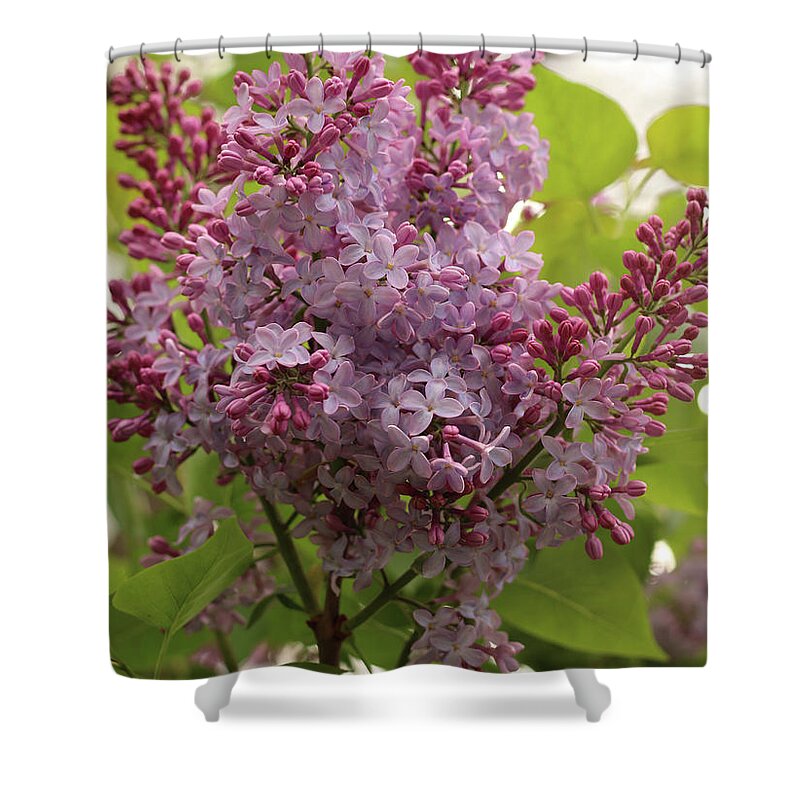 Spring Shower Curtain featuring the photograph Lilac Explosion by Laurie Lago Rispoli