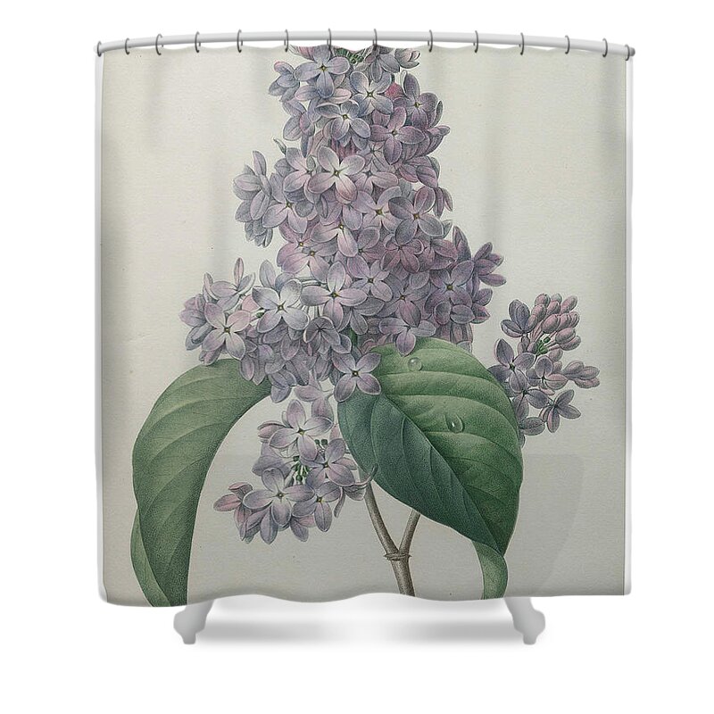 Redoute Shower Curtain featuring the painting Lilacs by Pierre-Joseph Redoute