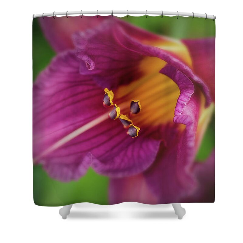 Summer Shower Curtain featuring the photograph Lilies by Allin Sorenson