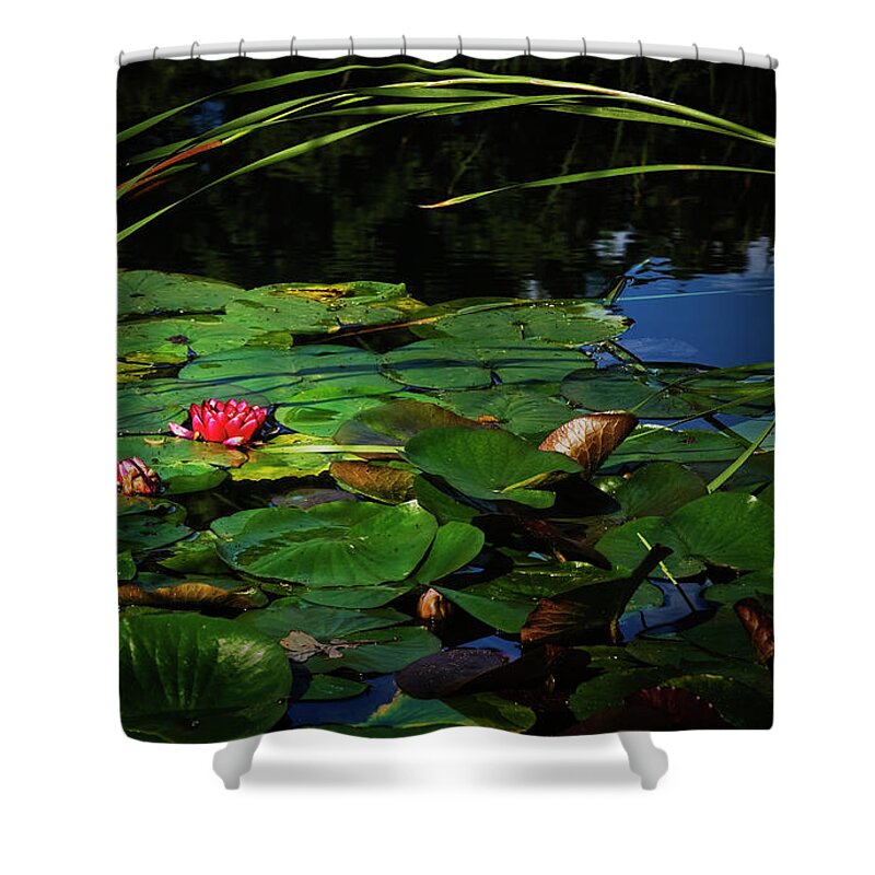 Flower Shower Curtain featuring the photograph Lily Arch by John Christopher